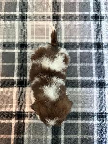 Malshi (Shih Tzu/Maltese) Puppies! - Photo 10