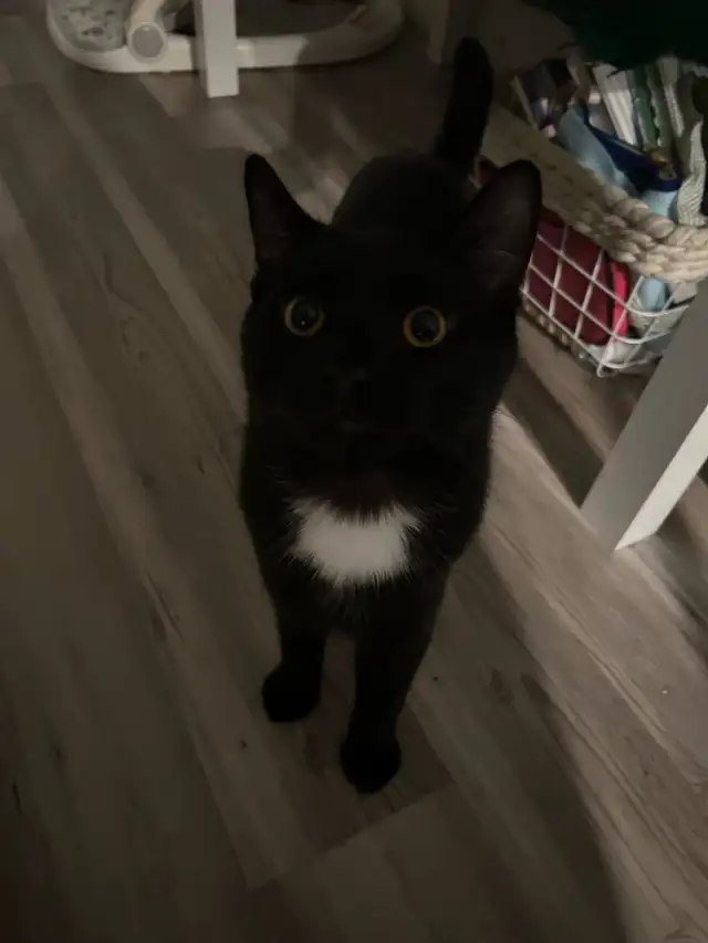 Kitten for Re-Homing