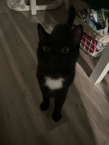 Kitten for Re-Homing