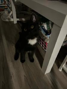 Kitten for Re-Homing - Photo 2