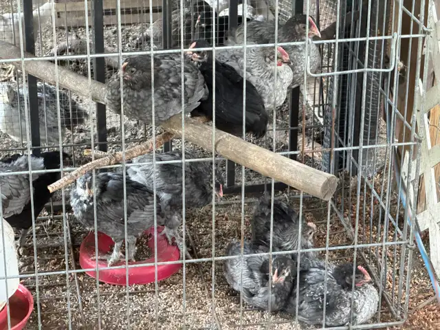 ROOSTERS
