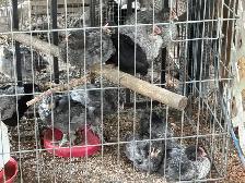ROOSTERS