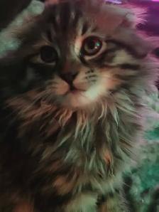 beautiful furr babies ready for a new home