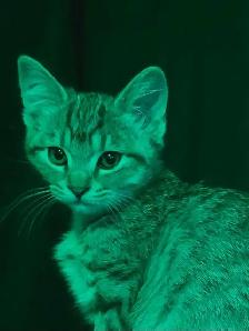 beautiful furr babies ready for a new home - Photo 3