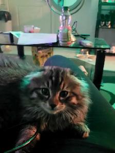 beautiful furr babies ready for a new home - Photo 4