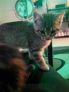 beautiful furr babies ready for a new home - Photo 5