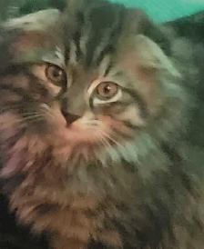 beautiful furr babies ready for a new home - Photo 6