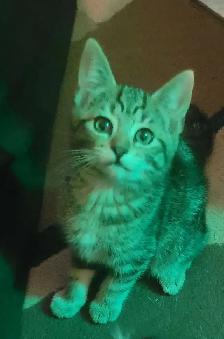 beautiful furr babies ready for a new home - Photo 7