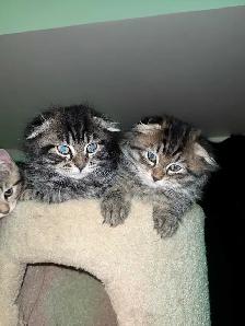 beautiful furr babies ready for a new home - Photo 8