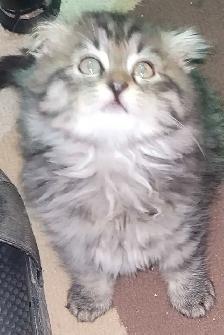 beautiful furr babies ready for a new home - Photo 9