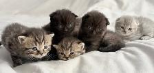 Purebred Scottish Fold Kittens - Photo 2