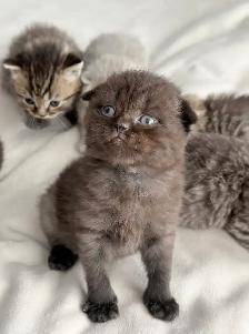 Purebred Scottish Fold Kittens - Photo 7