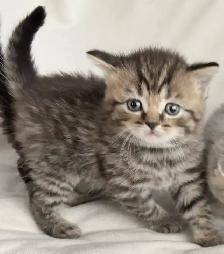 Purebred Scottish Fold Kittens - Photo 10