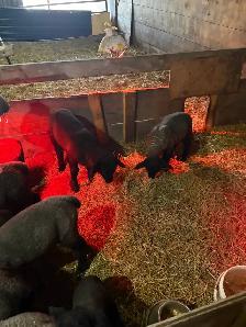 suffolk lambs