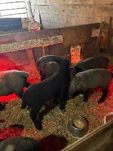 suffolk lambs - Photo 3
