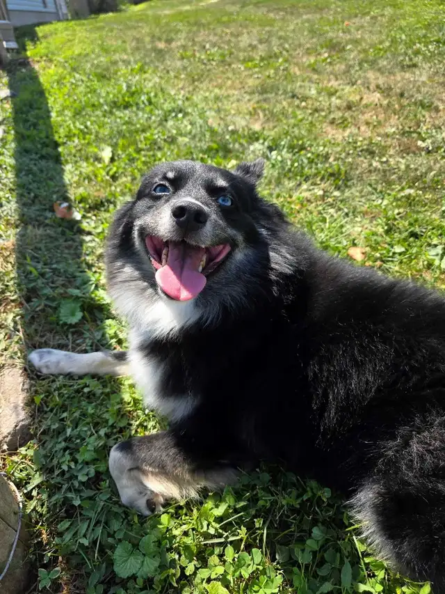 Pomsky c