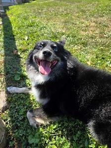Pomsky c
