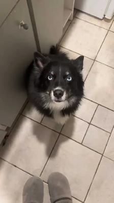 Pomsky c - Photo 2