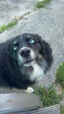 Pomsky c - Photo 3