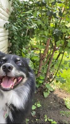 Pomsky c - Photo 4