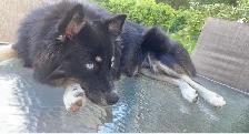 Pomsky c - Photo 5
