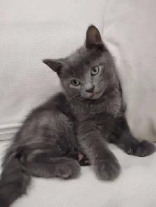 Chaton Blue Russe Hypoallergene - Photo 4