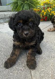 Mini Cavapoo F1B puppies ❤️❤️