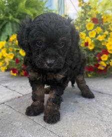Mini Cavapoo F1B puppies ❤️❤️ - Photo 2