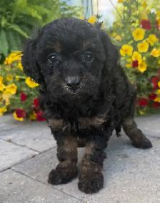 Mini Cavapoo F1B puppies ❤️❤️ - Photo 3