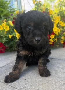 Mini Cavapoo F1B puppies ❤️❤️ - Photo 4