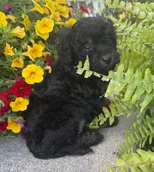 Mini Cavapoo F1B puppies ❤️❤️ - Photo 5