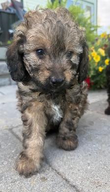 Mini Cavapoo F1B puppies ❤️❤️ - Photo 6