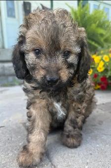 Mini Cavapoo F1B puppies ❤️❤️ - Photo 7