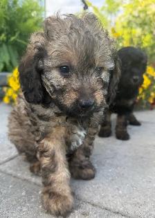 Mini Cavapoo F1B puppies ❤️❤️ - Photo 8