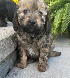 Mini Cavapoo F1B puppies ❤️❤️ - Photo 9