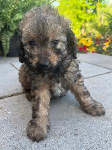 Mini Cavapoo F1B puppies ❤️❤️ - Photo 10