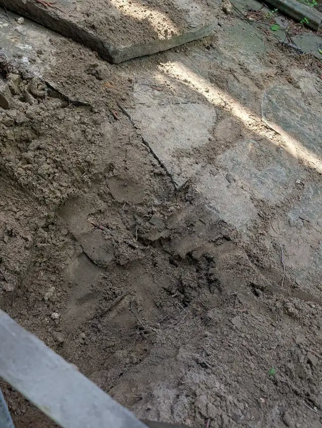 Helper needed to help excavate TODAY (upper beaches)