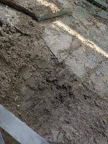 Helper needed to help excavate TODAY (upper beaches)