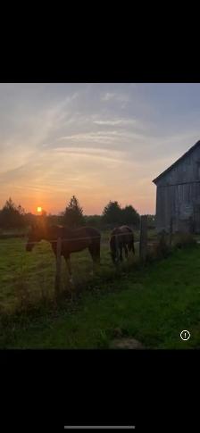 ROOM AVAILABLE ON HORSE HOBBY FARM - Photo 10