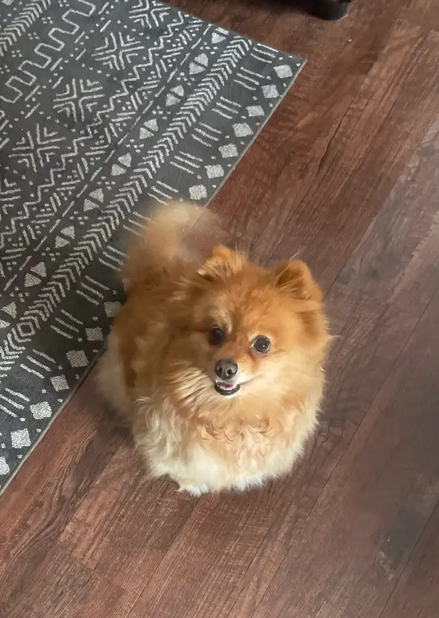 Pom female 7 years