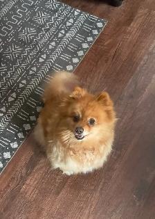 Pom female 7 years