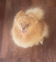Pom female 7 years - Photo 2