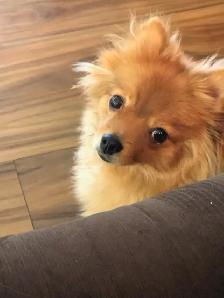 Pom female 7 years - Photo 3