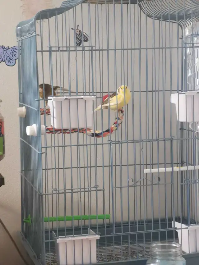 couple canaris