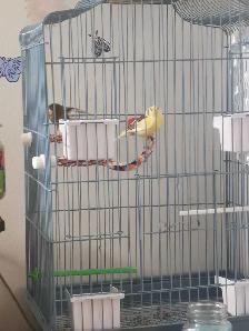 couple canaris