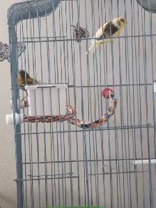 couple canaris - Photo 2
