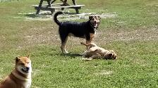 Pro Dog Walking – 10  Years Experience – Etobicoke & Mississauga - Photo 10