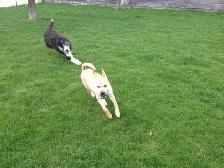 Doggie Daycare at Country Club for Pets - Photo 4