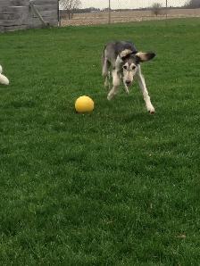 Doggie Daycare at Country Club for Pets - Photo 5