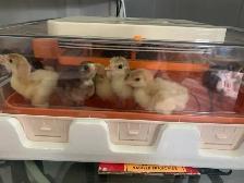 Fresh turkeys - Photo 2